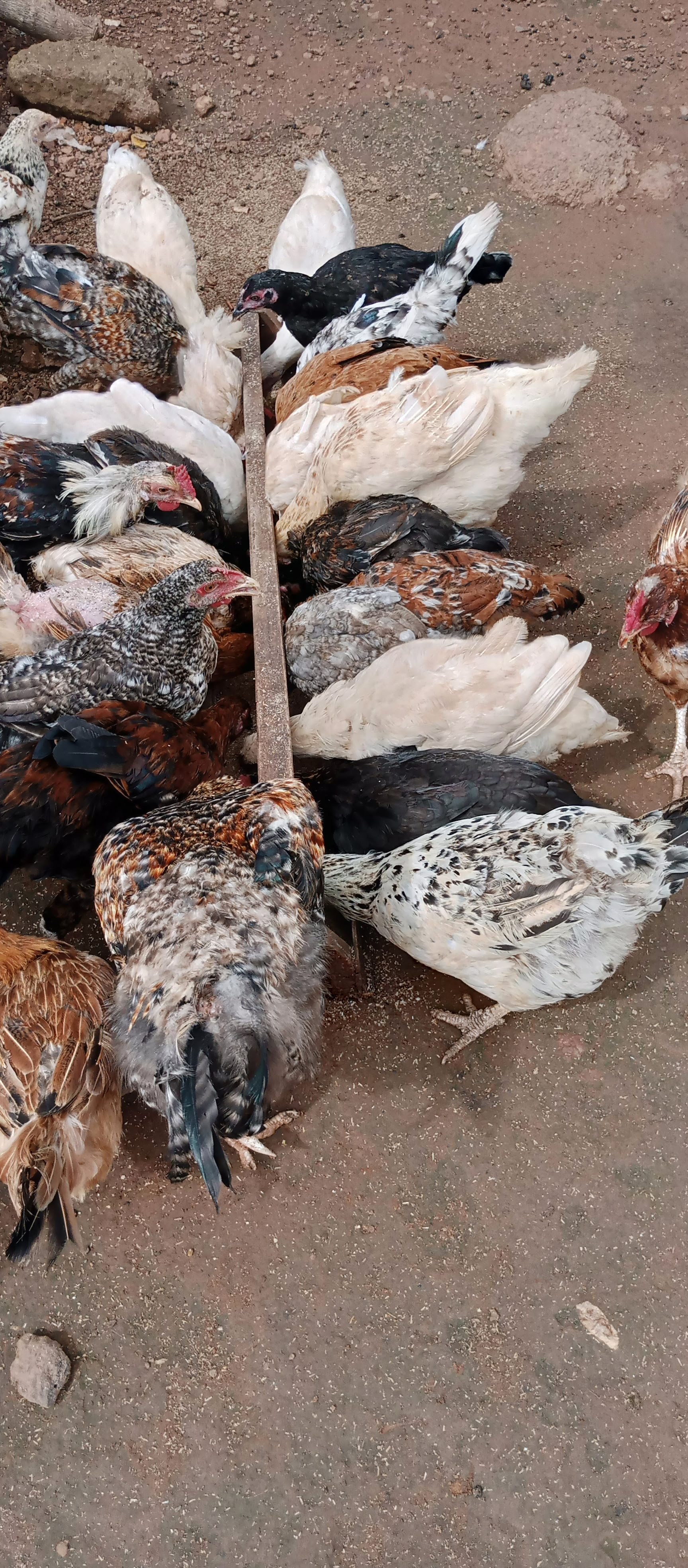 Poulets locaux sains