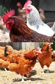 Poulets améliorés prêts à l’abattage