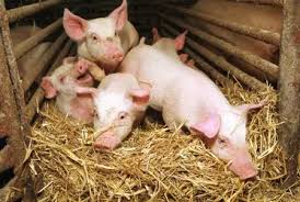 Porc large white et petits ruminants (ovins, caprin)